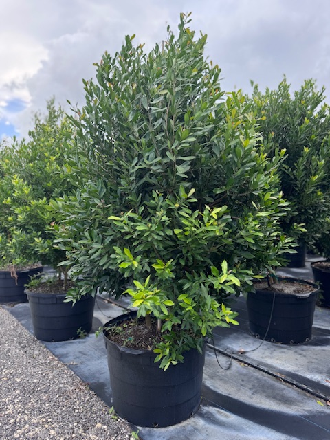 gymnanthes-lucida-crabwood