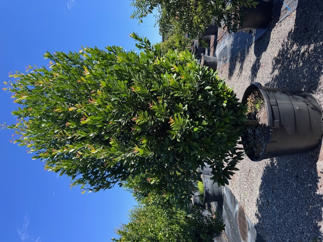 gymnanthes-lucida-crabwood