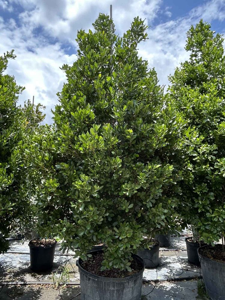 gymnanthes-lucida-crabwood