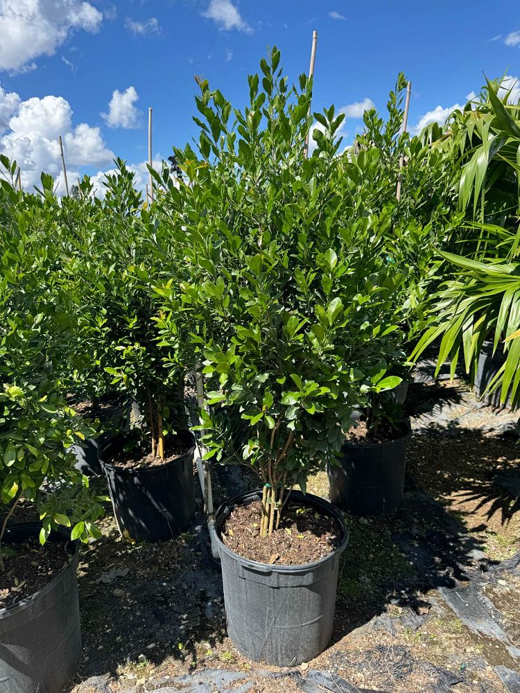 gymnanthes-lucida-crabwood