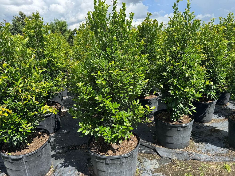 gymnanthes-lucida-crabwood