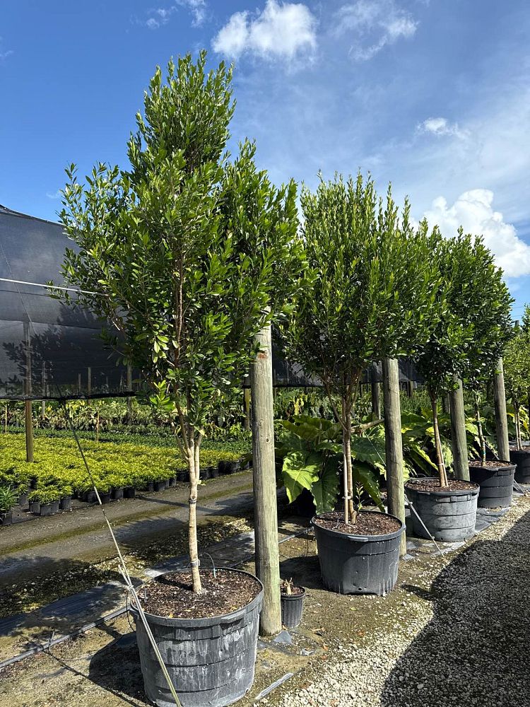 gymnanthes-lucida-crabwood