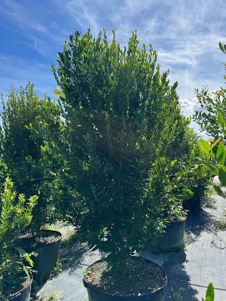 gymnanthes-lucida-crabwood