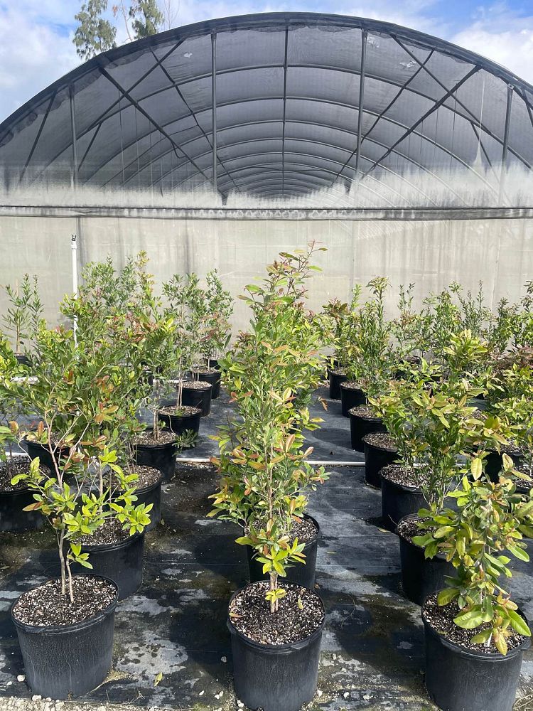 gymnanthes-lucida-crabwood