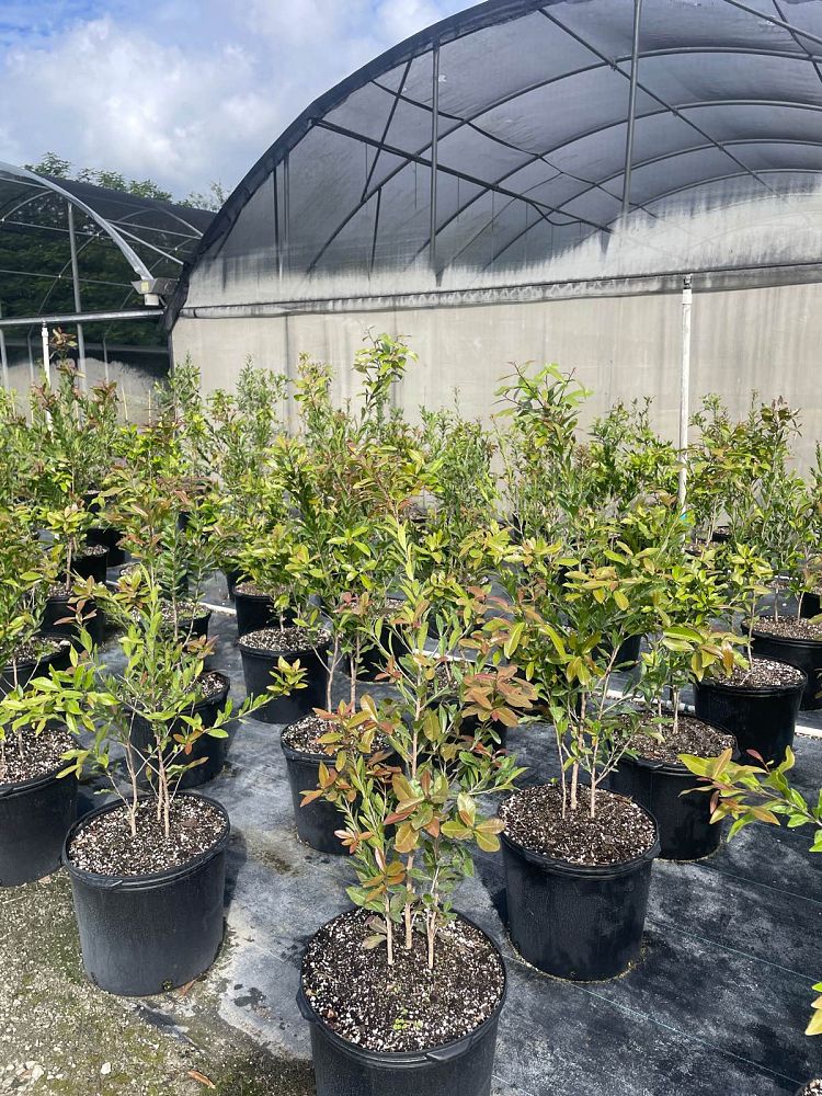 gymnanthes-lucida-crabwood