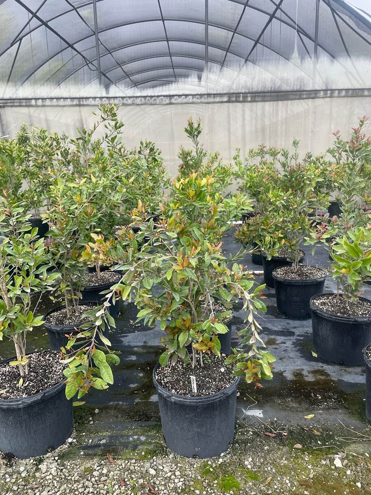 gymnanthes-lucida-crabwood