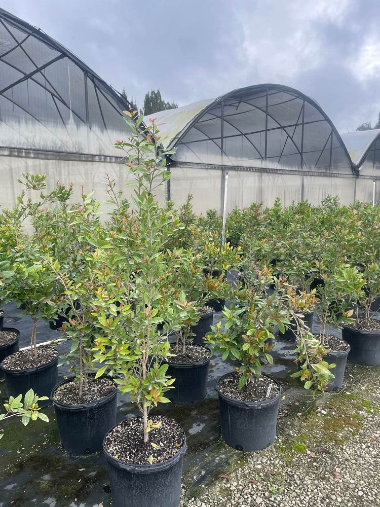 gymnanthes-lucida-crabwood