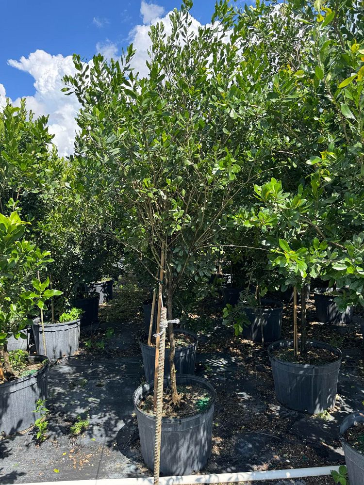 gymnanthes-lucida-crabwood