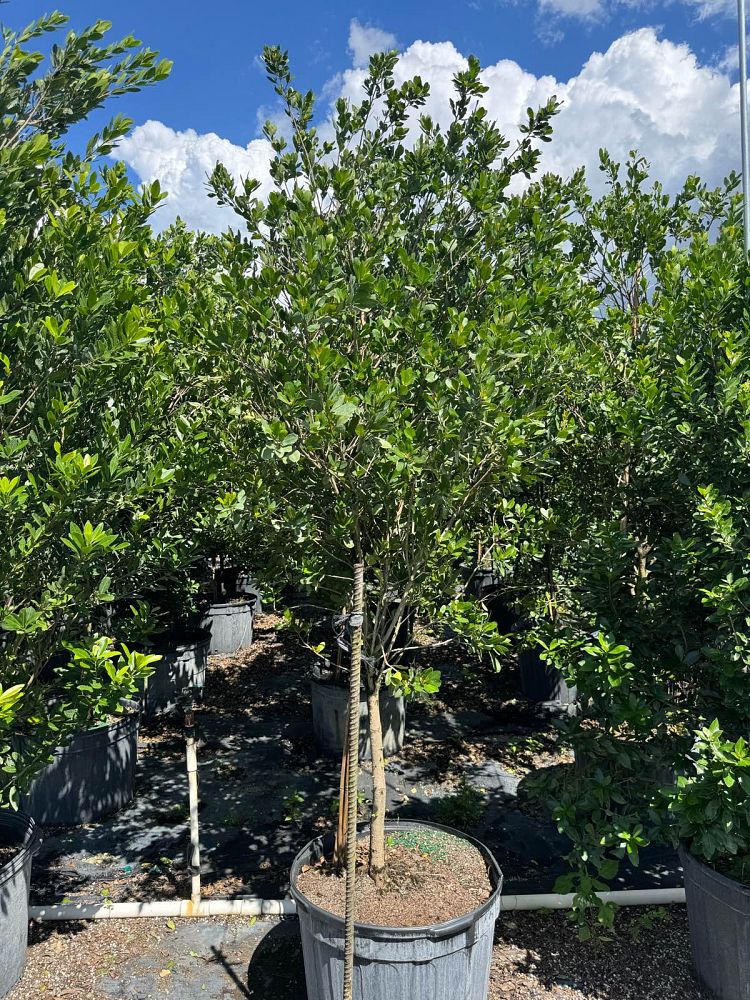 gymnanthes-lucida-crabwood
