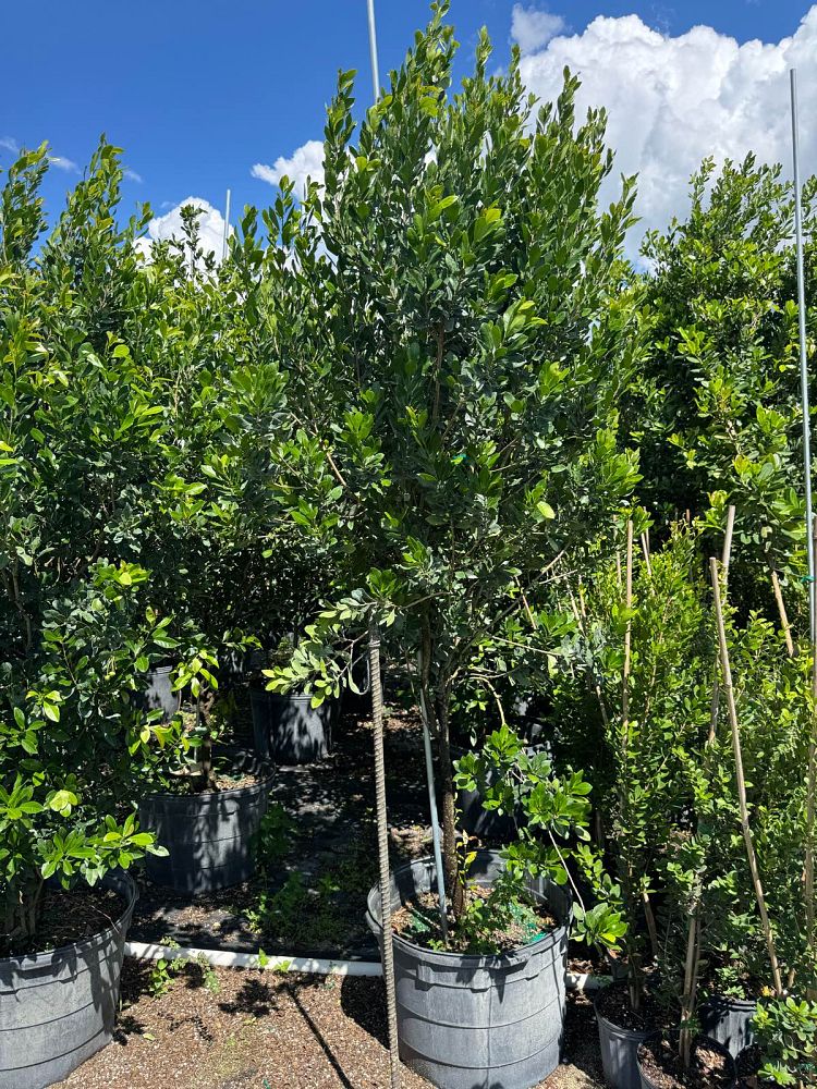 gymnanthes-lucida-crabwood
