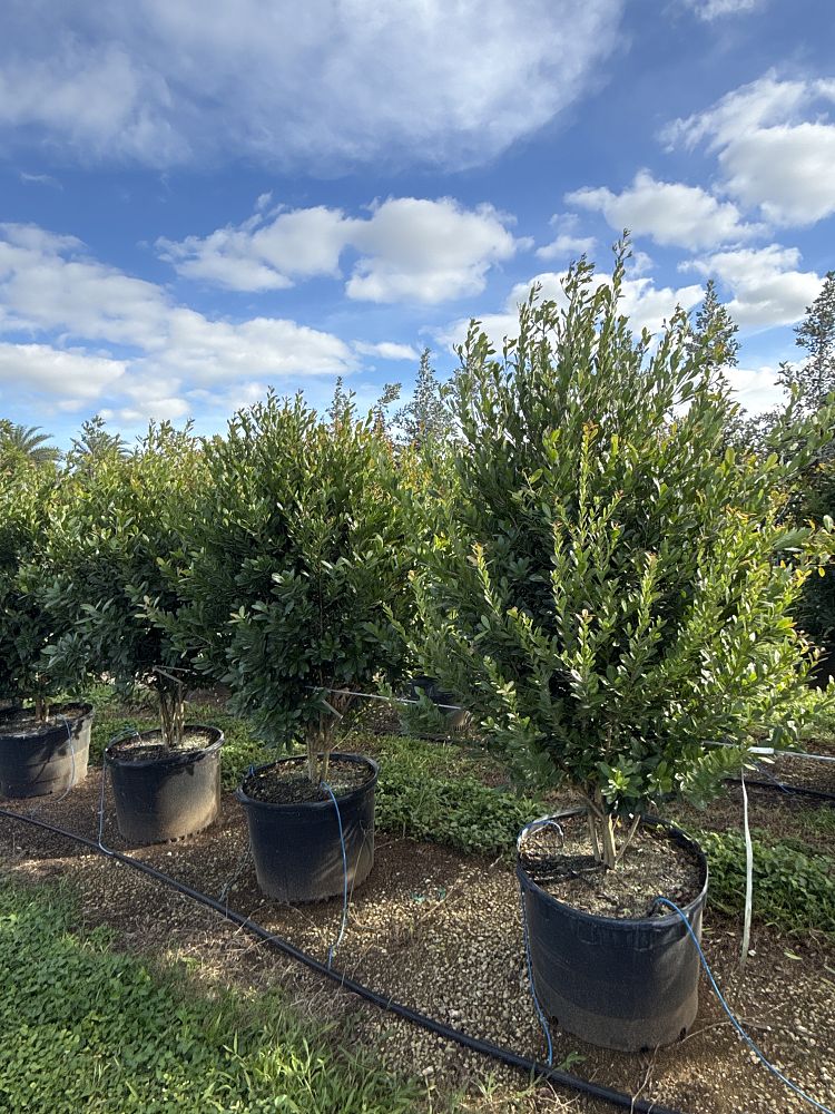 gymnanthes-lucida-crabwood