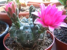 gymnocalycium-cactus