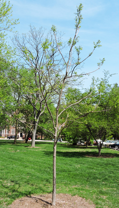 gymnocladus-dioicus-espresso-jfs-espresso-trade-kentucky-coffee-tree