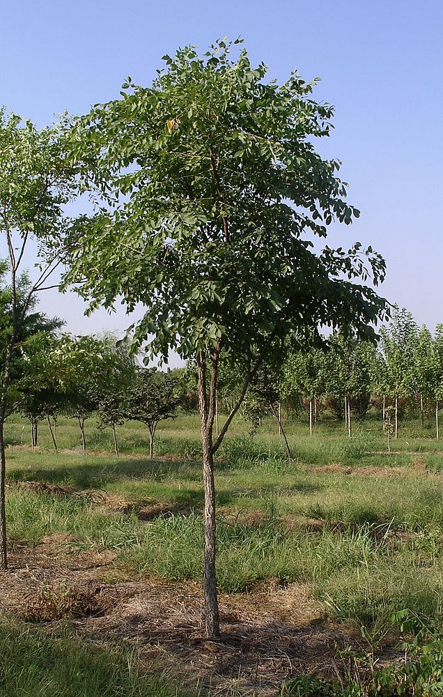 gymnocladus-dioicus-kentucky-coffeetree