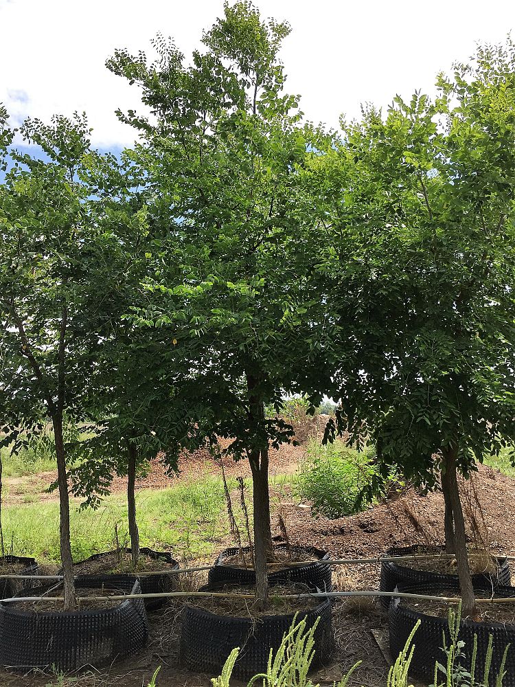 gymnocladus-dioicus-kentucky-coffeetree