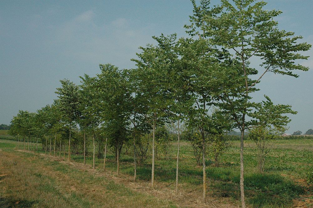 gymnocladus-dioicus-kentucky-coffeetree