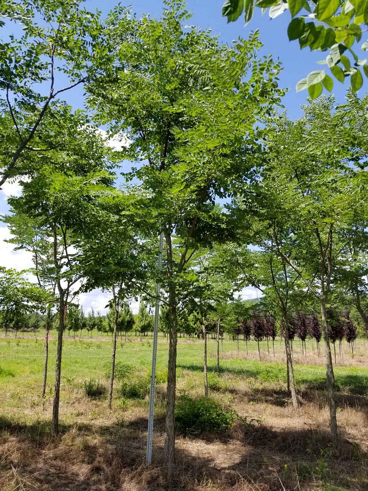 gymnocladus-dioicus-kentucky-coffeetree