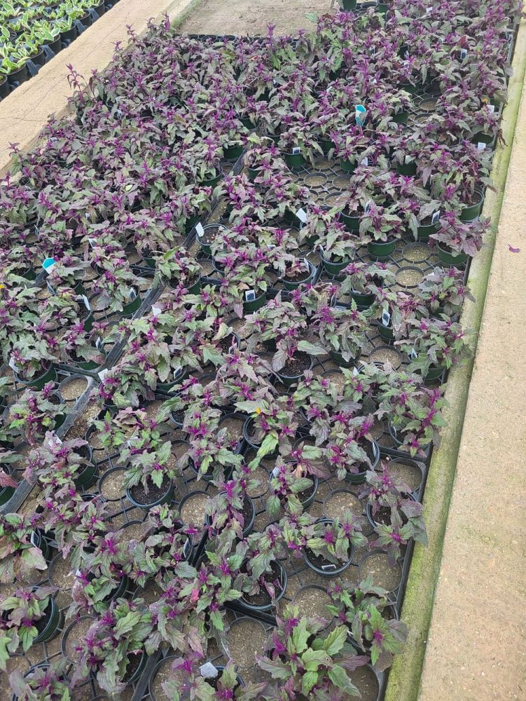 gynura-aurantiaca-purple-passion