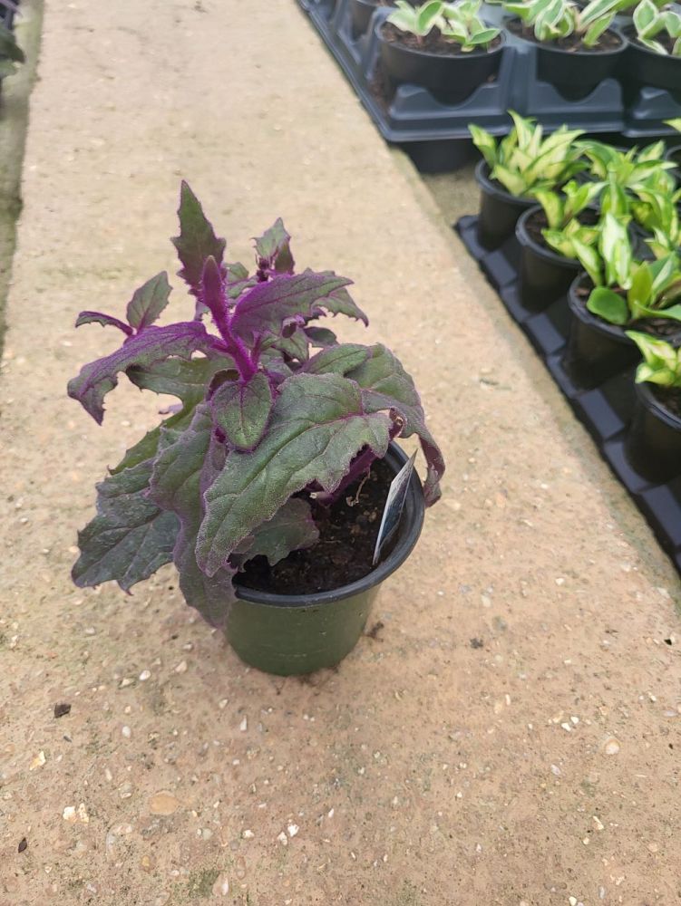 gynura-aurantiaca-purple-passion
