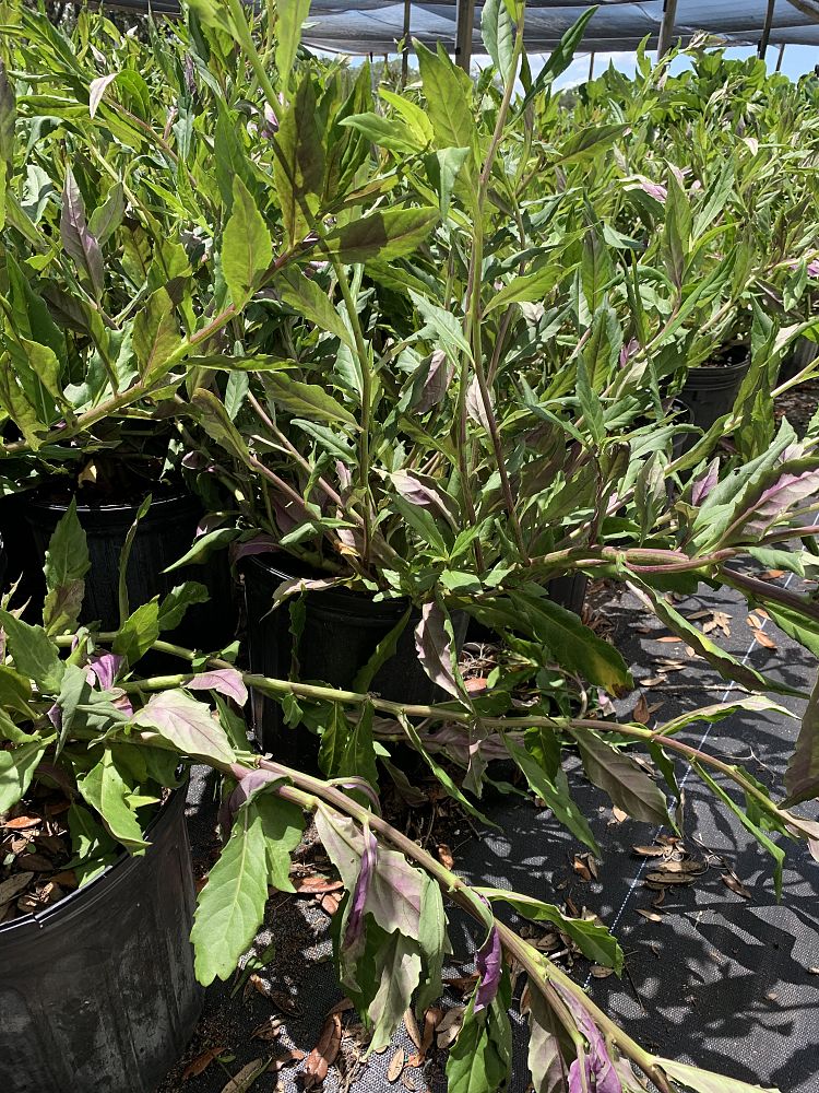 gynura-bicolor-okinawan-spinach