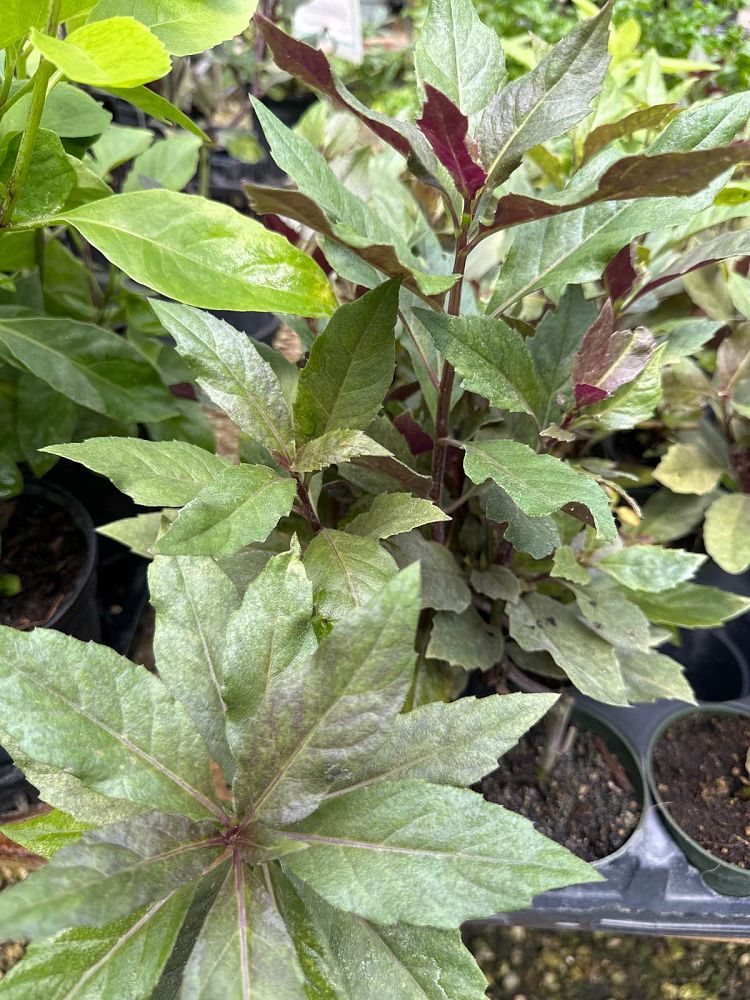 gynura-bicolor-okinawan-spinach