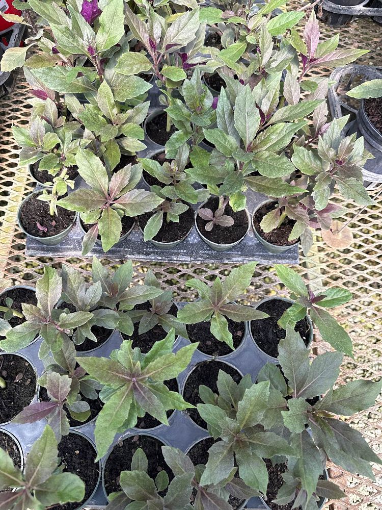 gynura-bicolor-okinawan-spinach