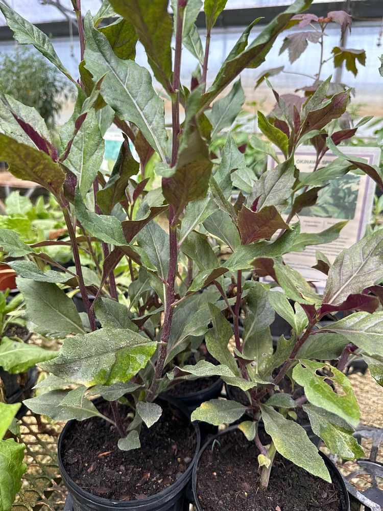 gynura-bicolor-okinawan-spinach