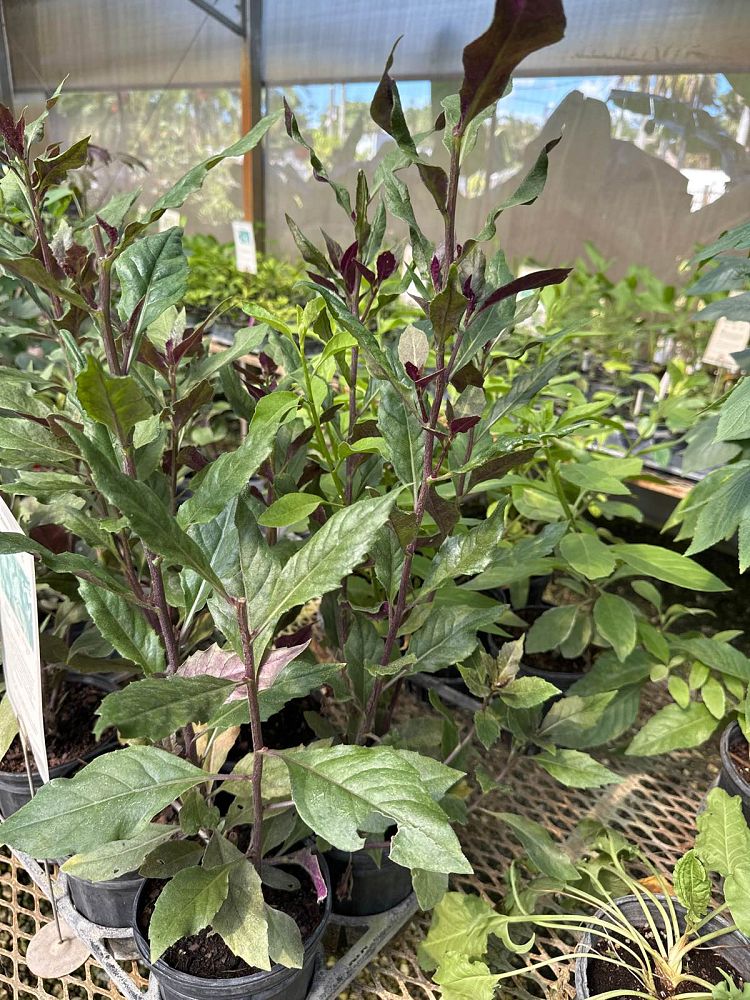gynura-bicolor-okinawan-spinach