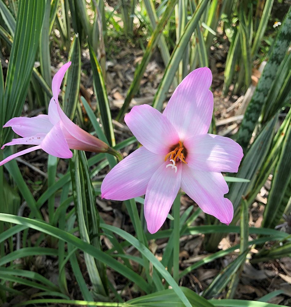 habranthus-robustus