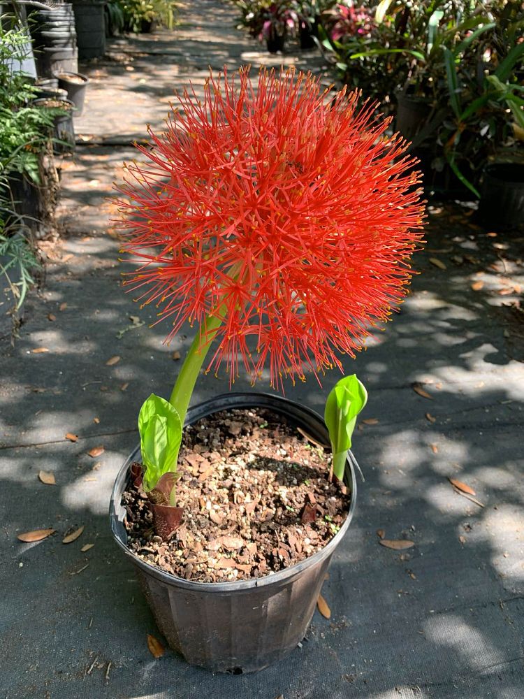 haemanthus-multiflorus-martin-blood-lily