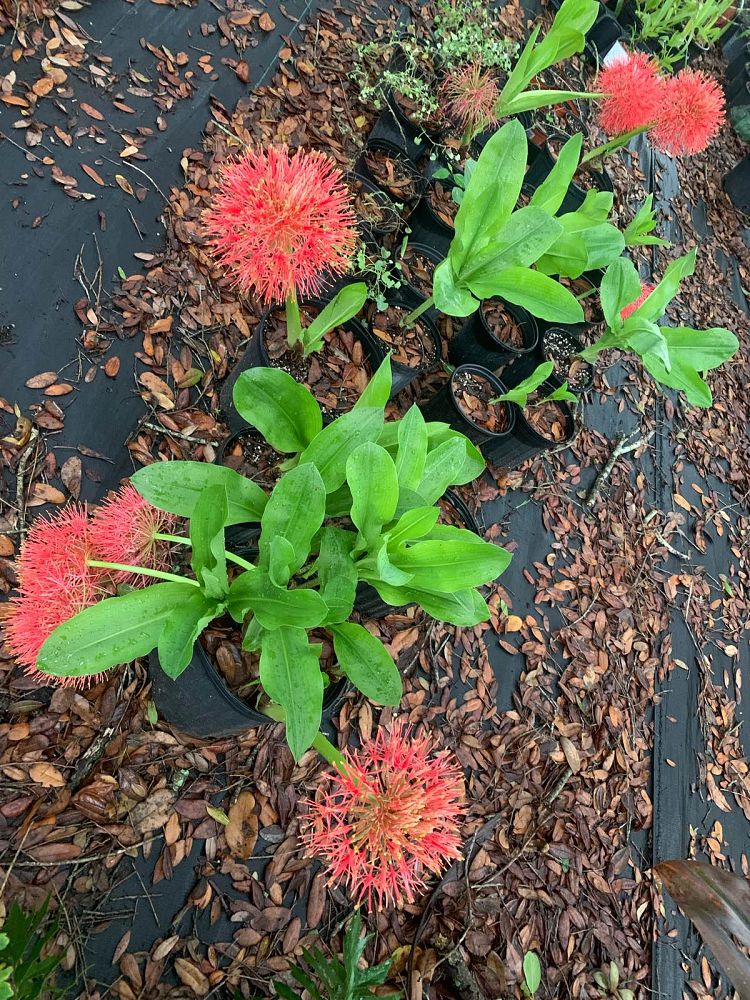haemanthus-multiflorus-martin-blood-lily