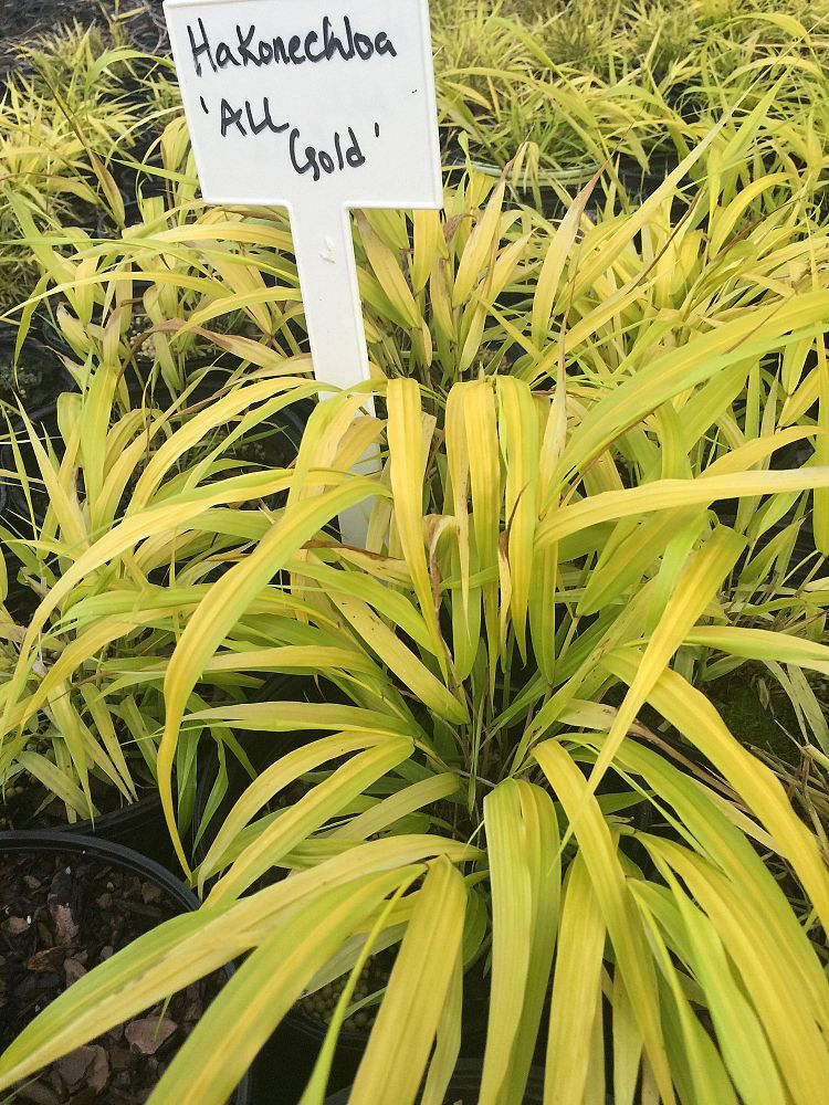 hakonechloa-macra-all-gold-hakone-grass-japanese-forest-grass