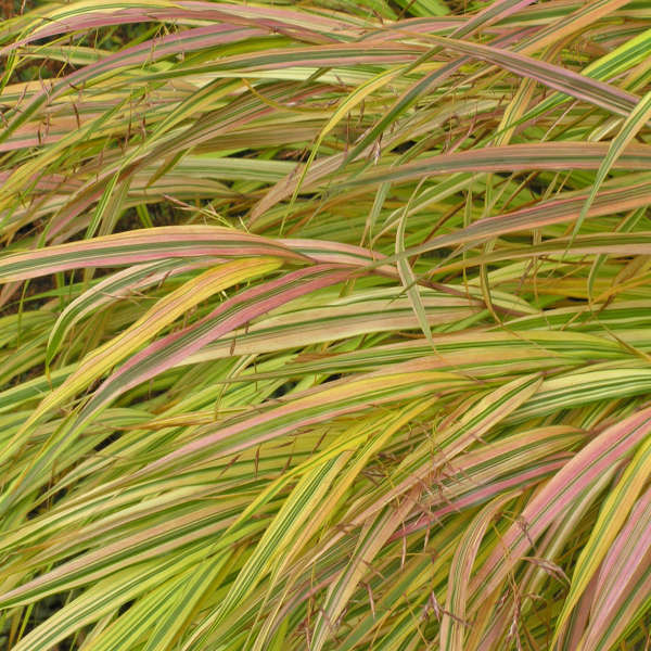 hakonechloa-macra-aureola-hakone-grass-golden-japanese-forest-grass