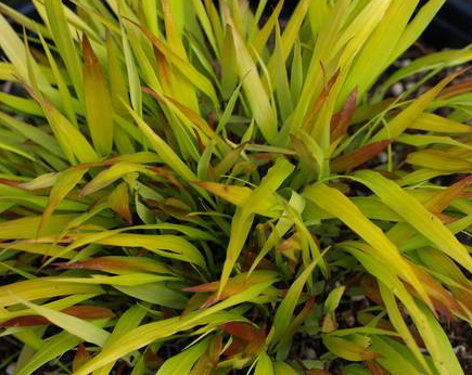 hakonechloa-macra-sunflare-hakone-grass-golden-japanese-forest-grass