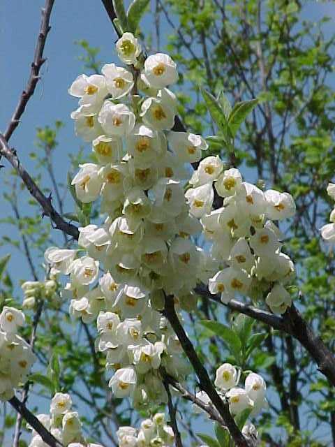 halesia-tetraptera-carolina-silverbell-halesia-carolina