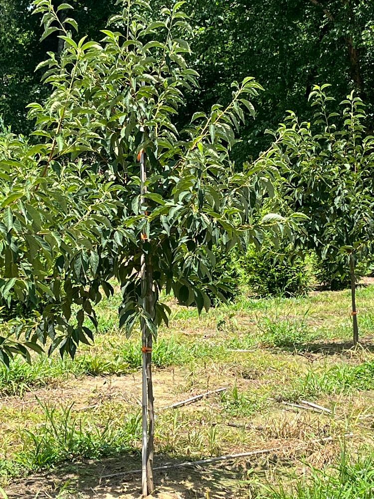 halesia-tetraptera-carolina-silverbell-halesia-carolina