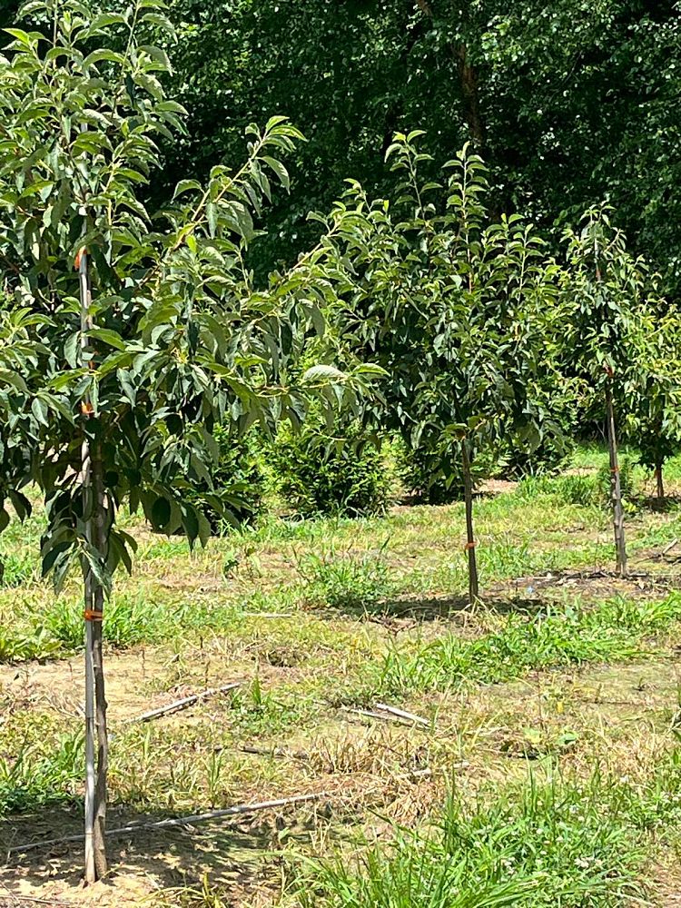 halesia-tetraptera-carolina-silverbell-halesia-carolina