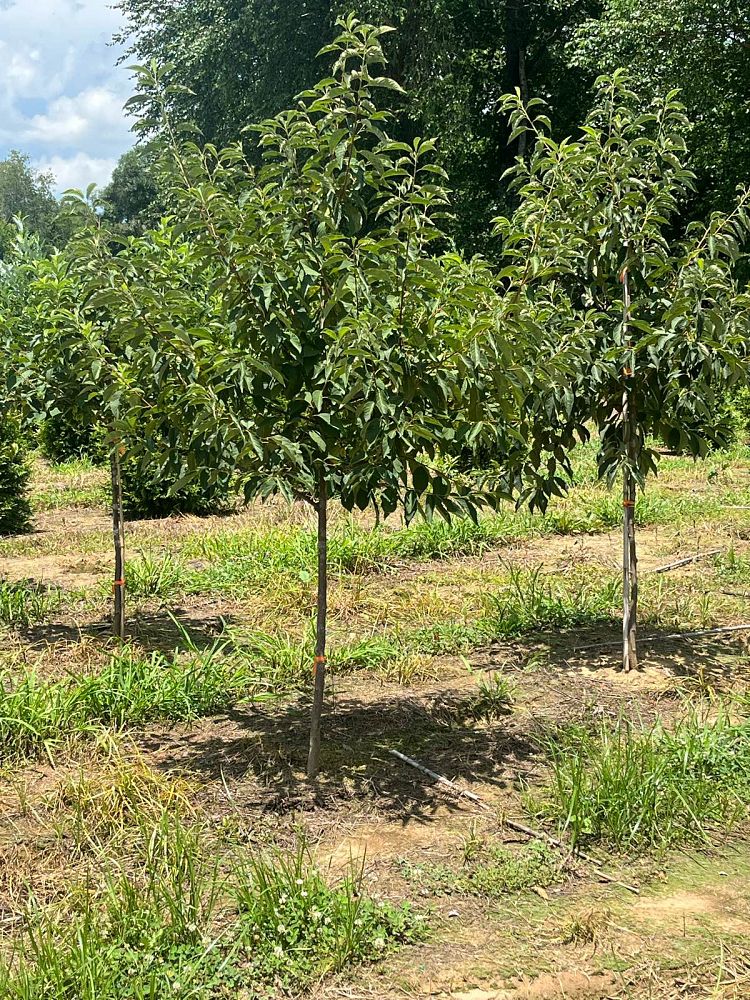 halesia-tetraptera-carolina-silverbell-halesia-carolina