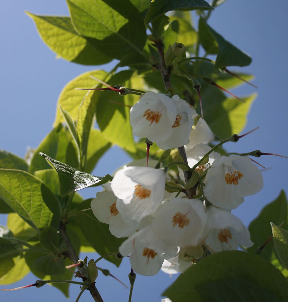 halesia-tetraptera-jersey-belle-carolina-silverbell-halesia-carolina