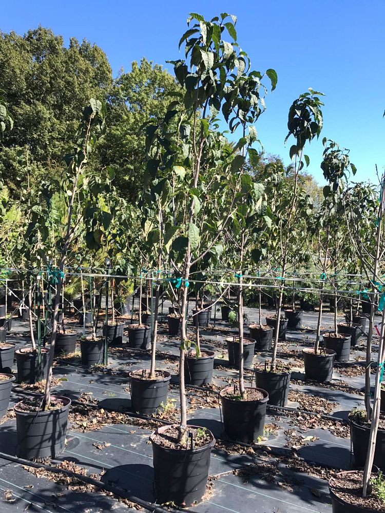 halesia-tetraptera-monticola-vestita-carolina-silverbell-mountain-silverbell