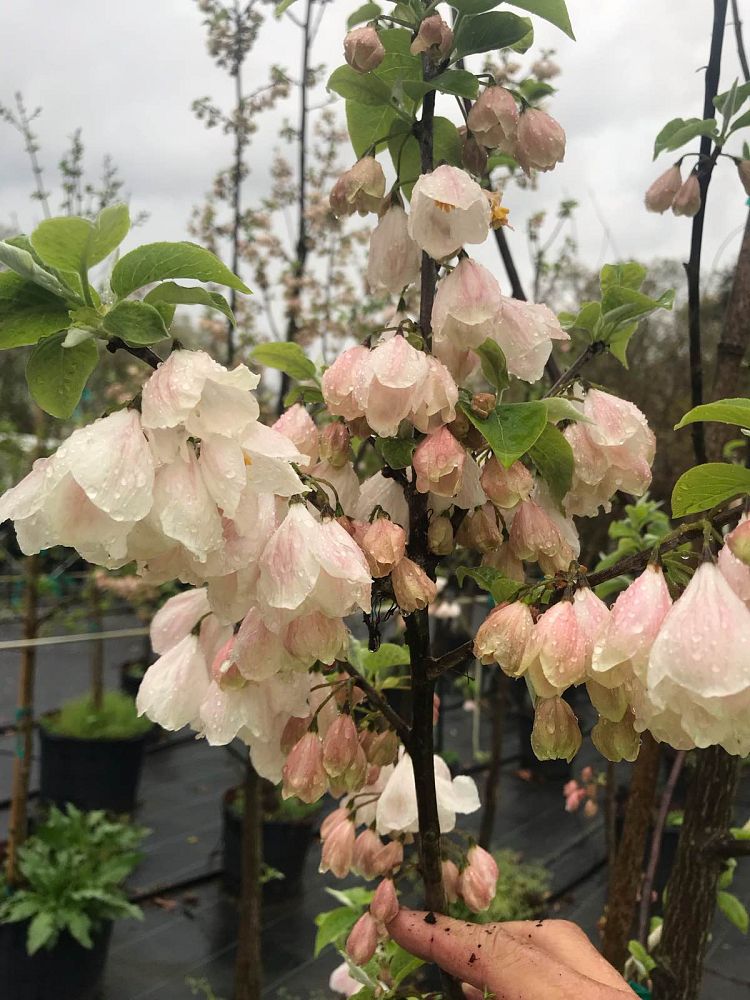 halesia-tetraptera-monticola-vestita-carolina-silverbell-mountain-silverbell