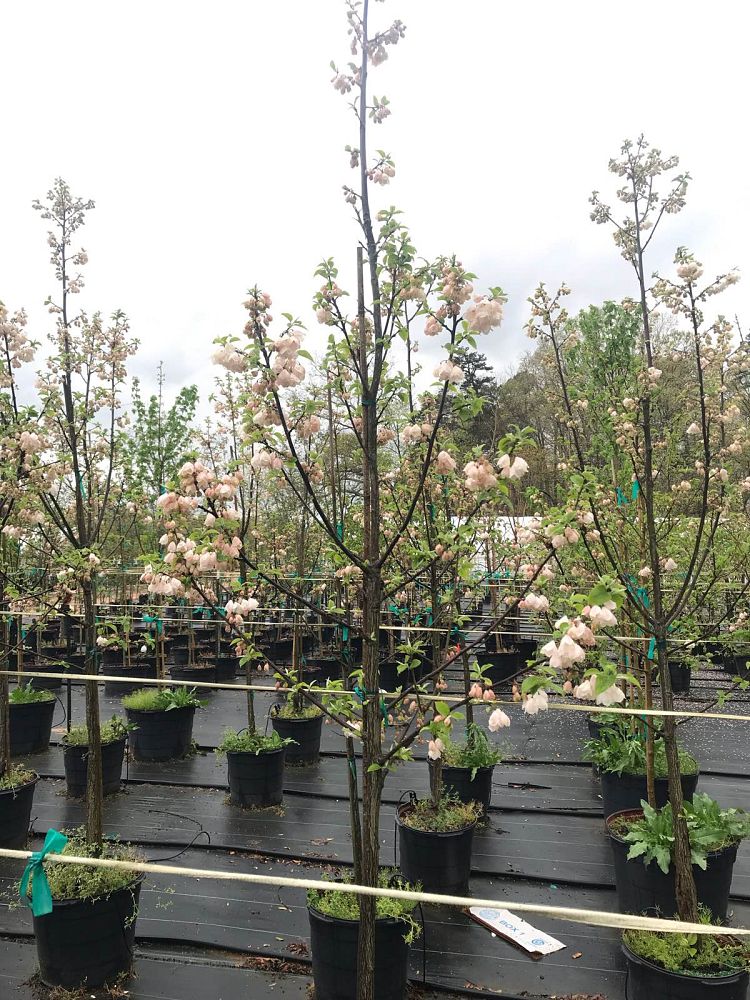 halesia-tetraptera-monticola-vestita-carolina-silverbell-mountain-silverbell