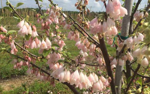 halesia-tetraptera-rosy-ridge-carolina-silverbell-halesia-carolina