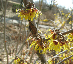 hamamelis-vernalis-ozark-witchhazel