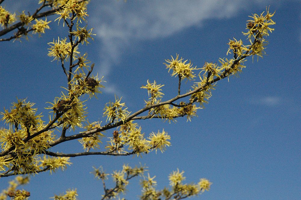 hamamelis-virginiana-common-witch-hazel