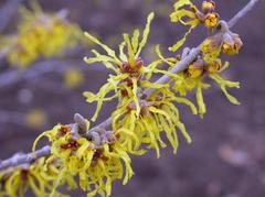 hamamelis-x-intermedia-arnold-promise-hybrid-witchhazel