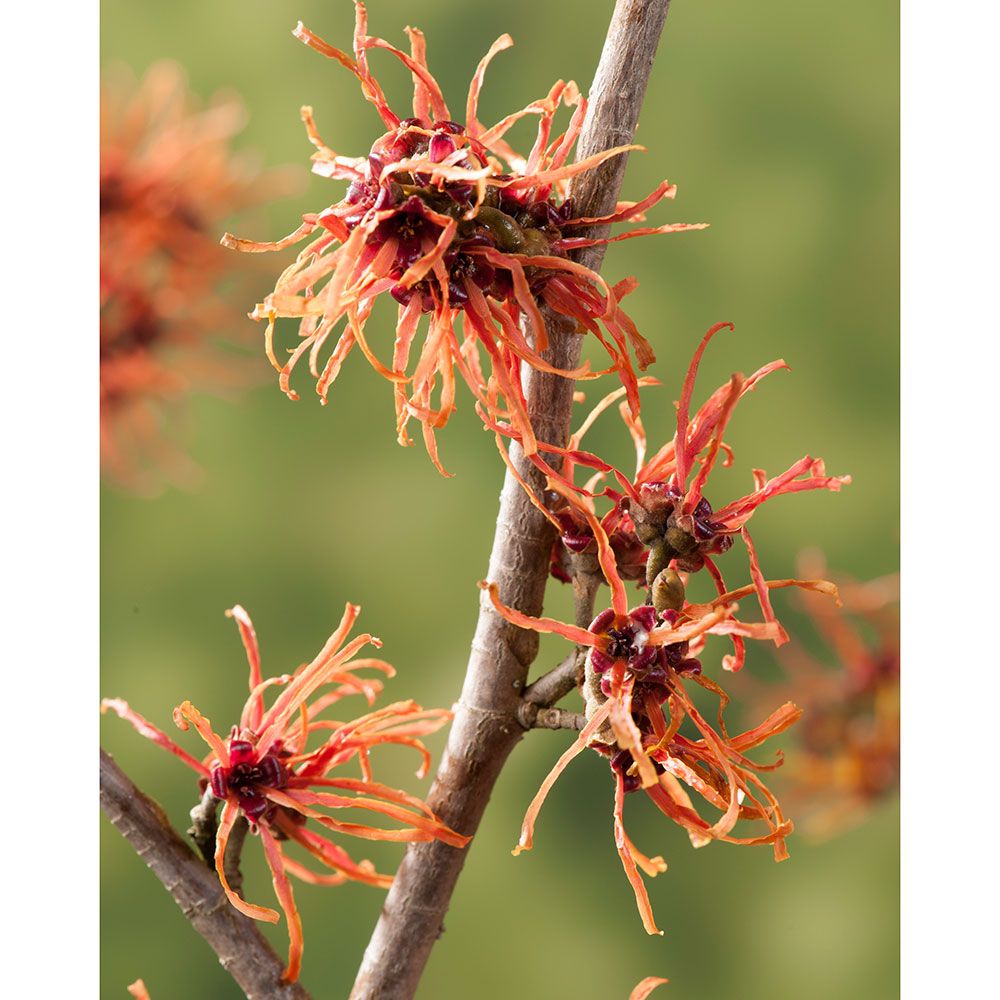 hamamelis-x-intermedia-jelena-hybrid-witchhazel