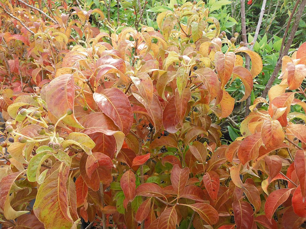hamelia-cuprea-bahama-firebush