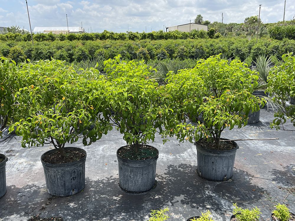 hamelia-cuprea-bahama-firebush