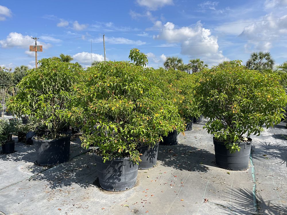 hamelia-cuprea-bahama-firebush